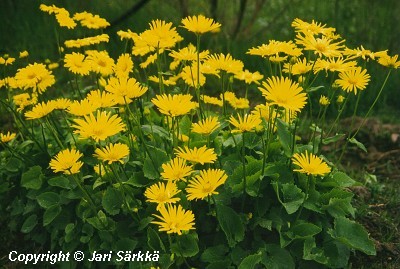  Doronicum orientale 